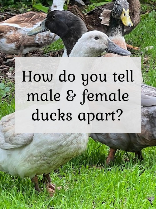 How do you tell male & female ducks apart?