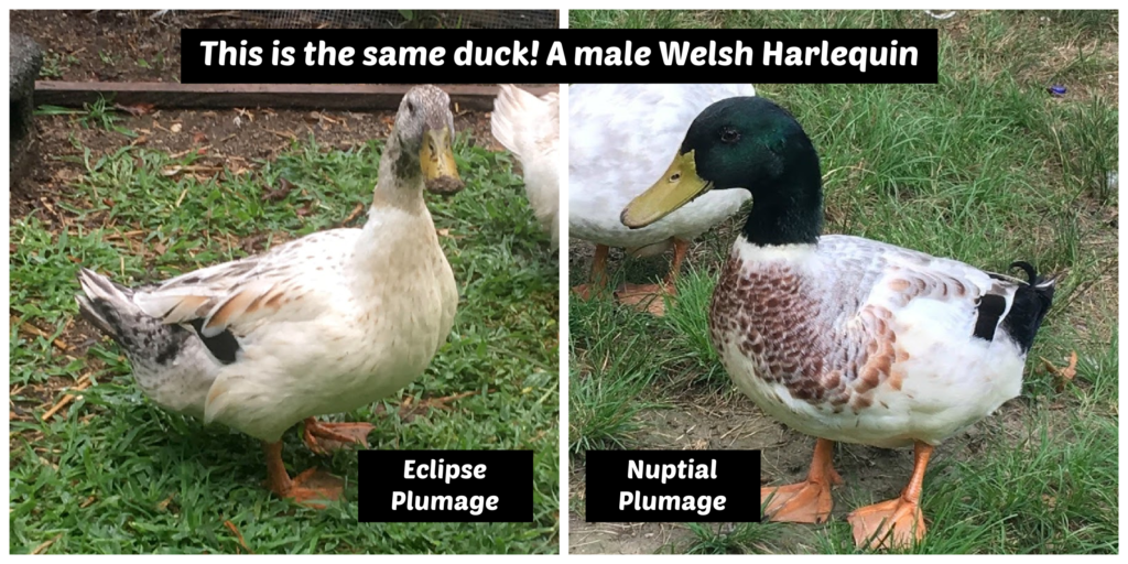 A male duck in drab eclipse plumage and the same duck in bright nuptial plumage