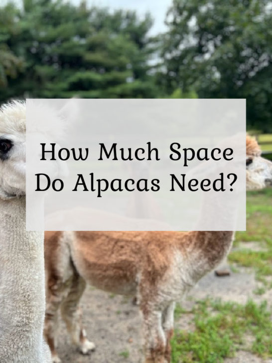 How Much Space Do Alpacas Need?
