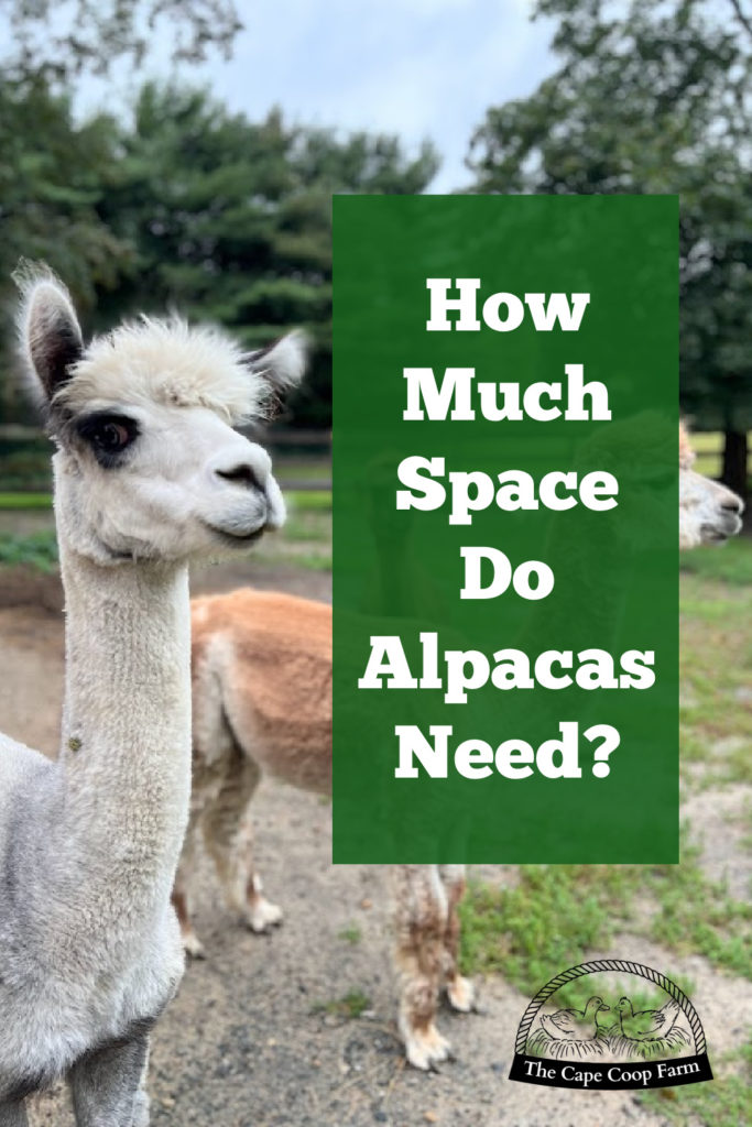 How much space do alpacas need?