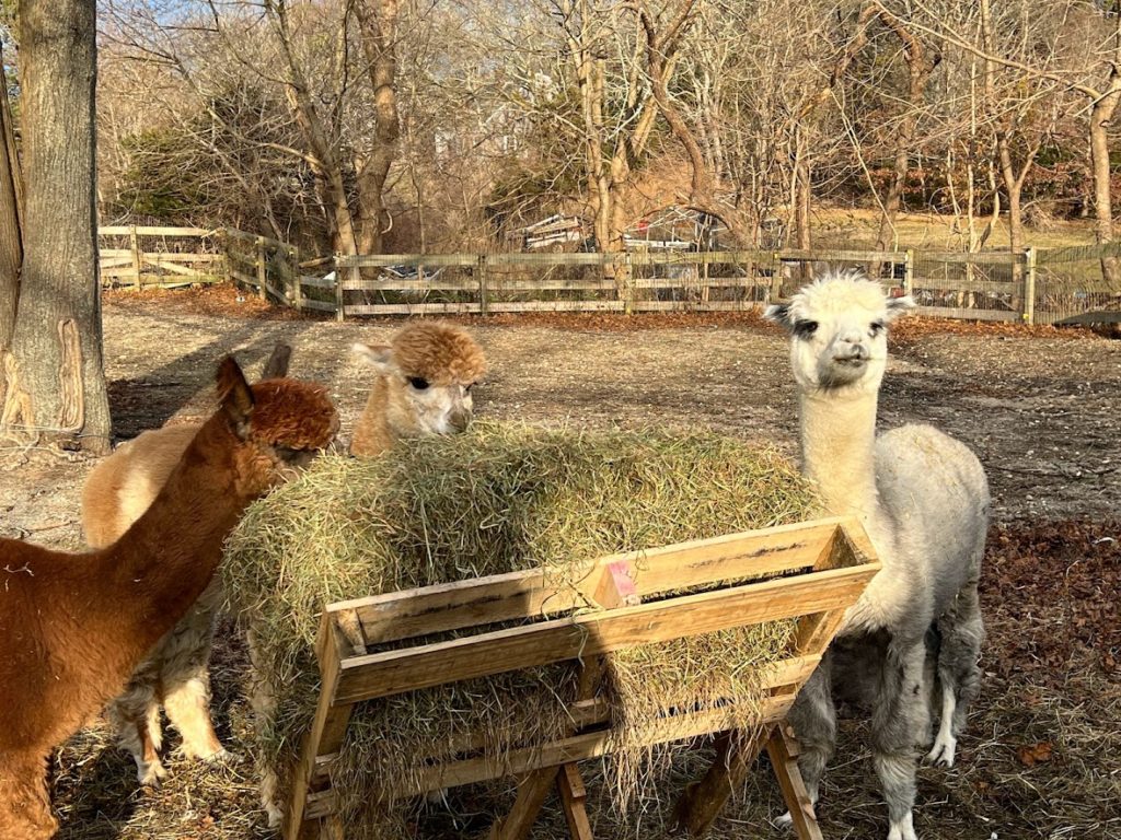 how much space do alpacas need?