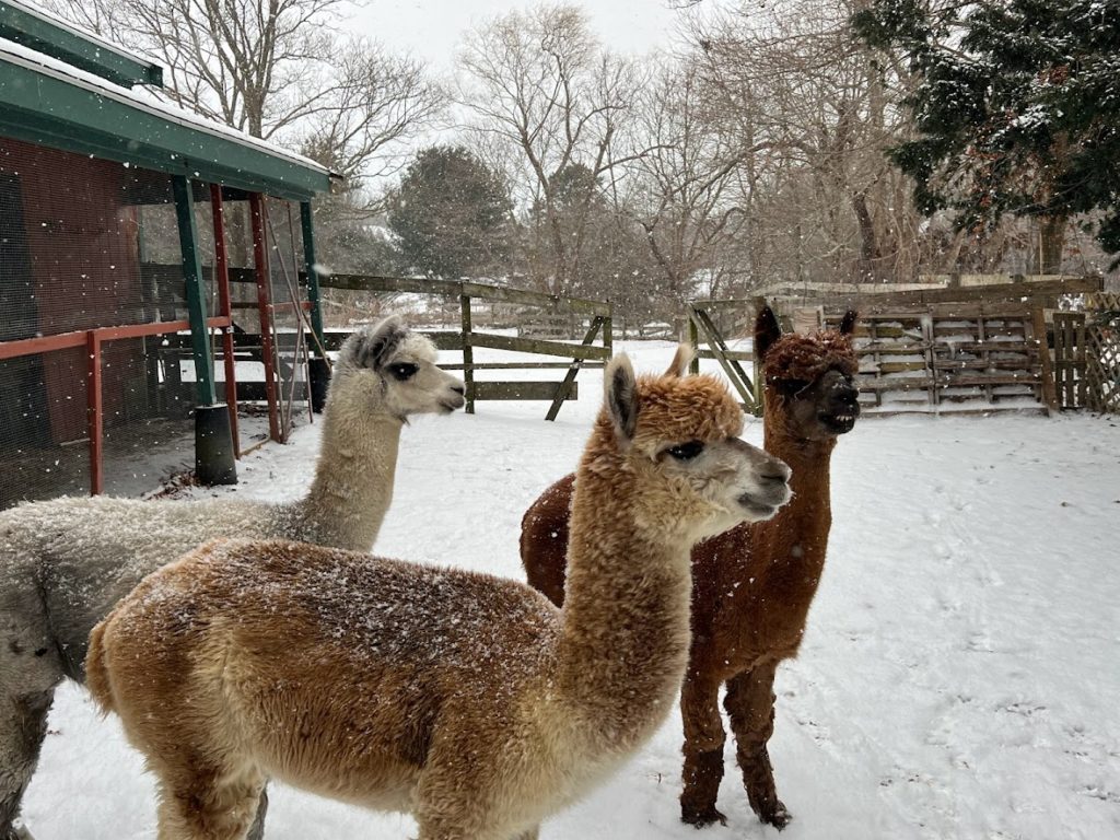 how much space do alpacas need?