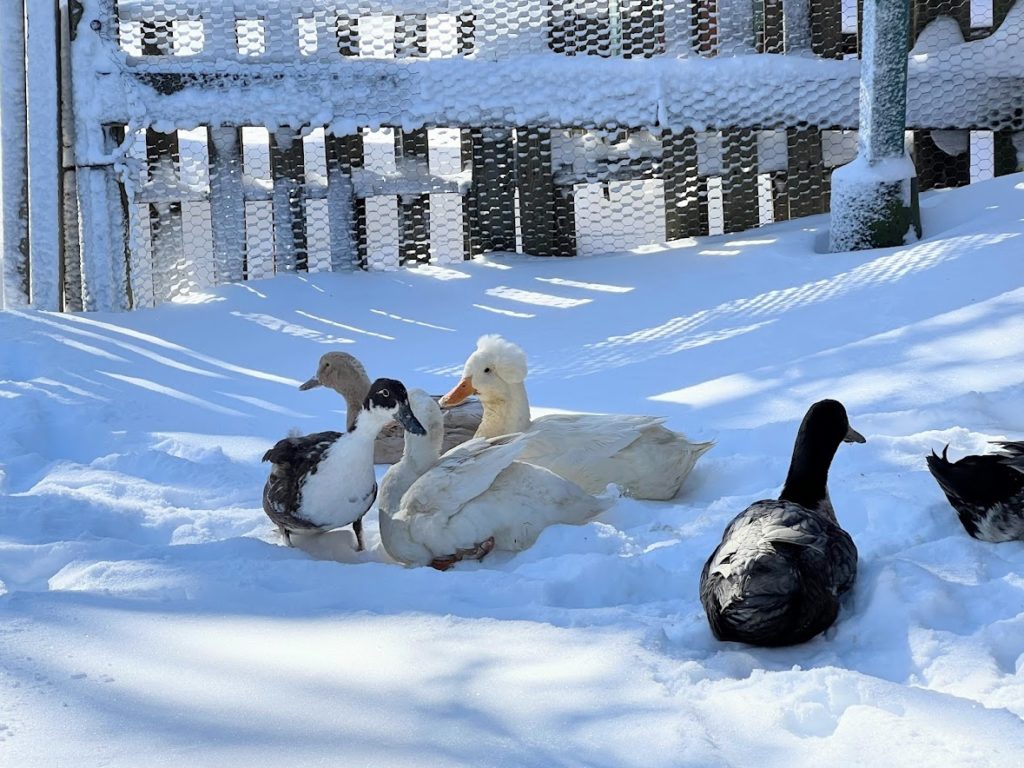 Winter duck care