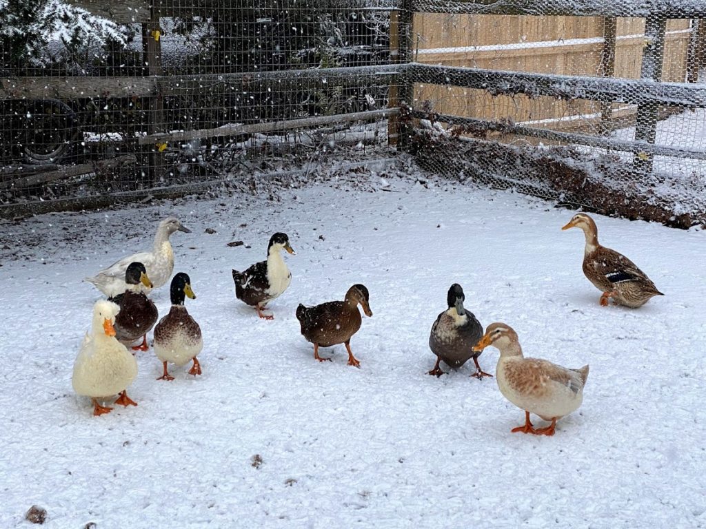 winter duck care
