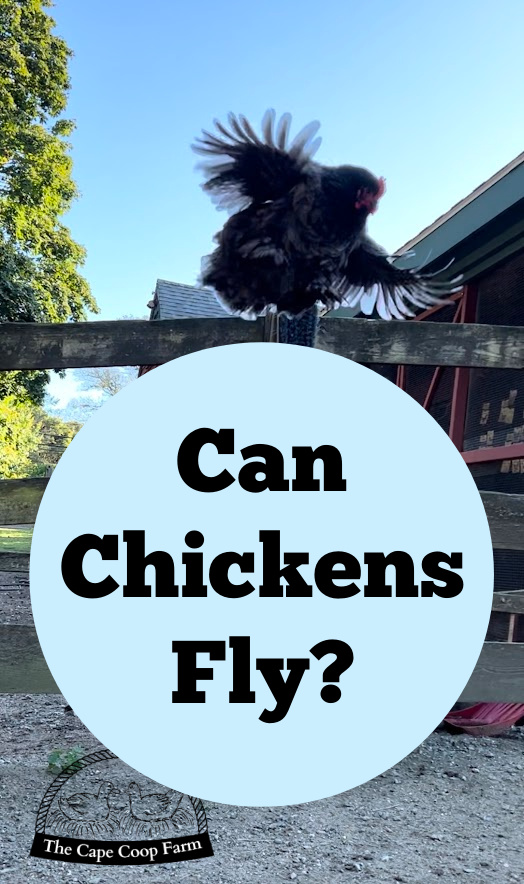 Can Chickens Fly?