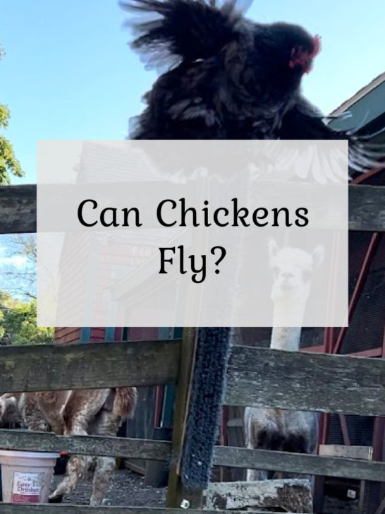 Can Chickens Fly?