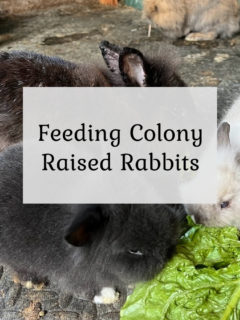 Feeding Colony Raised Rabbits