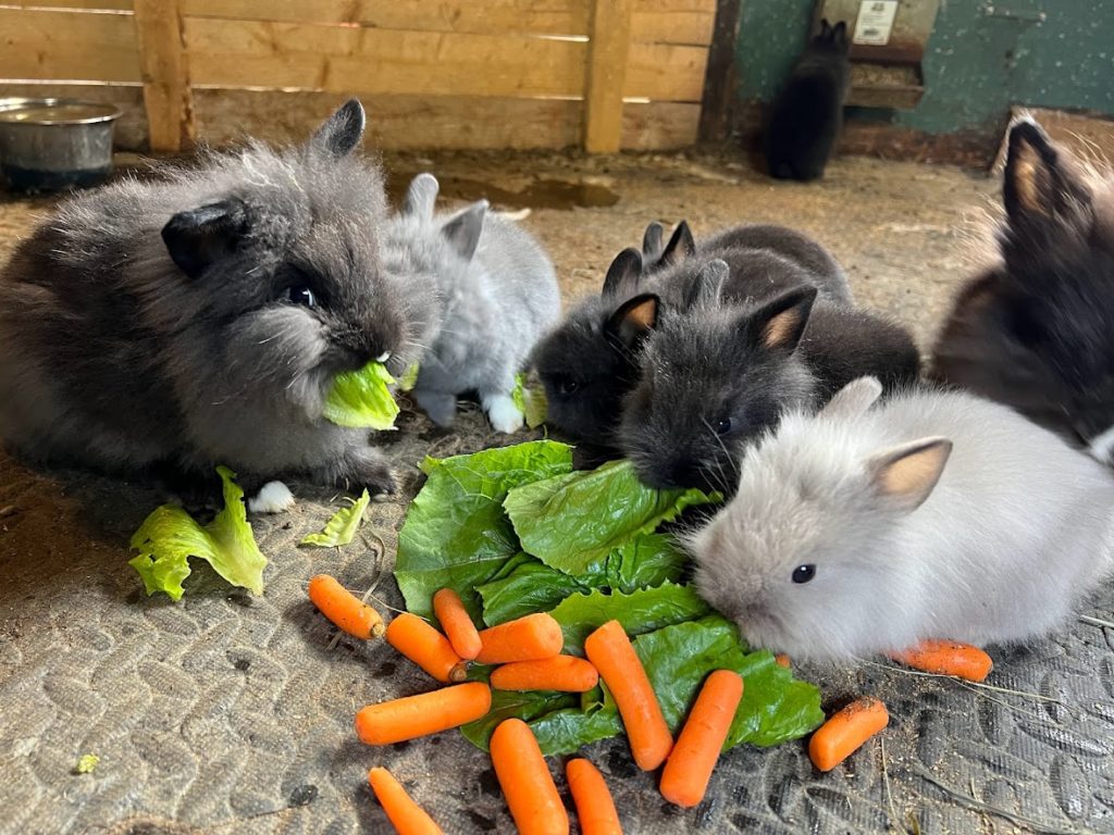 feeding colony raised rabbits