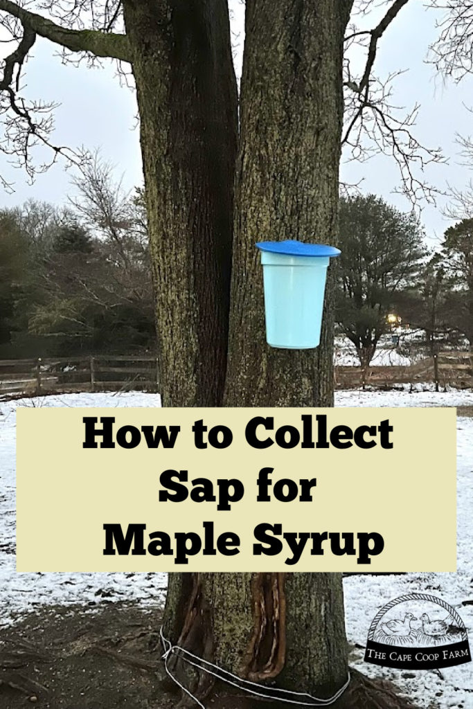 How to Collect Sap for Maple Syrup
