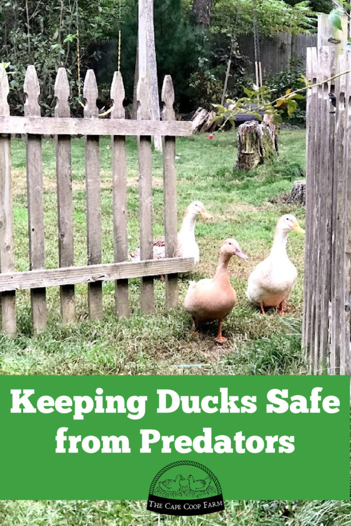 Keeping Ducks Safe from Predators