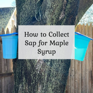 How to Collect Sap for Maple Syrup