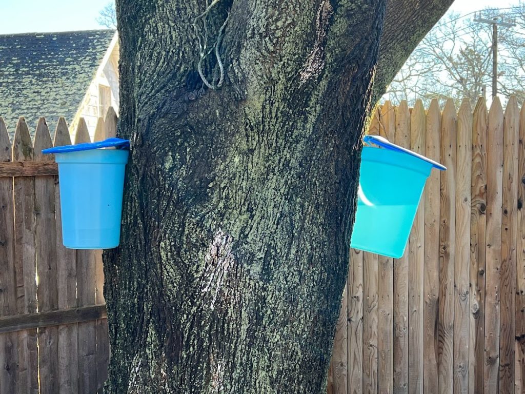 how to collect sap for maple syrup