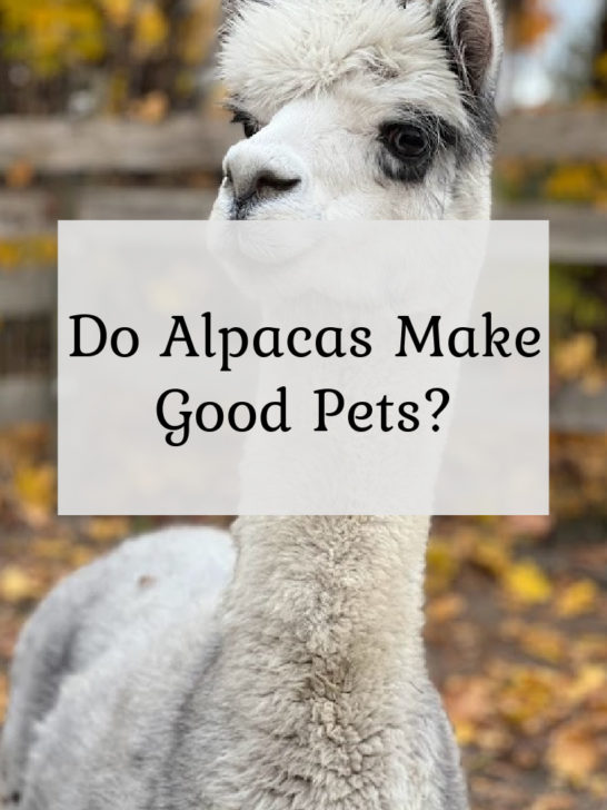 Do Alpacas Make Good Pets?